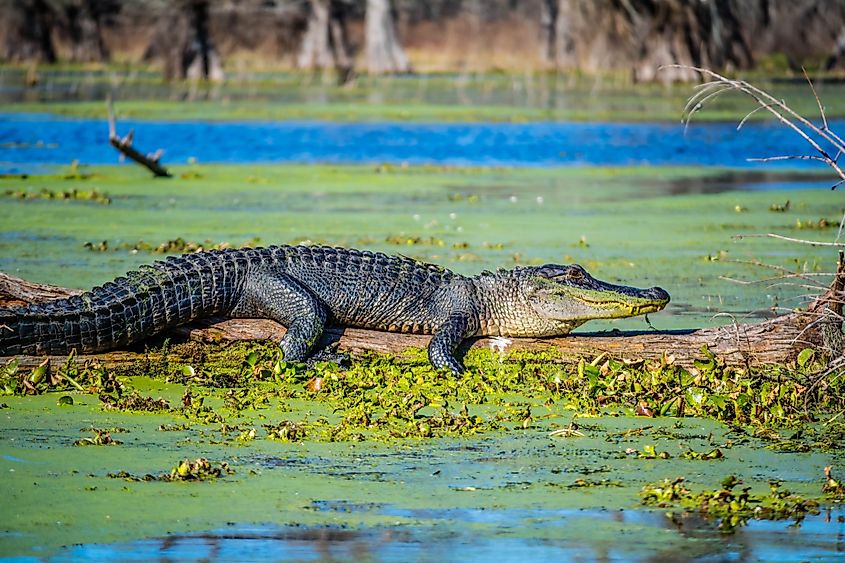 An American crocodile (Crocodylus acutus)