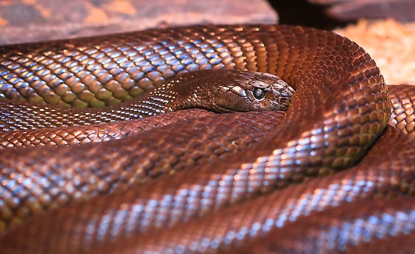 An Inland taipan