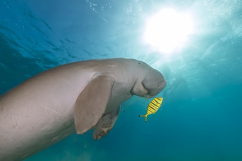 The dugong feeds primarily on sea grass.
