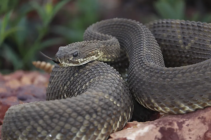 A neotropical rattlesnake (Crotalus durissus)