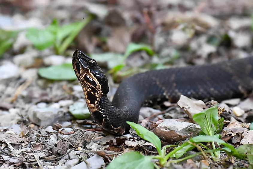 A northern cottonmouth (Agkistrodon piscivorus)