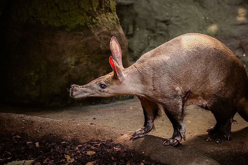 An aardvark (Orycteropus afer)