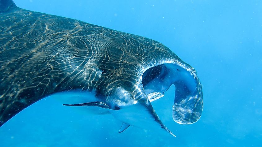 A giant manta ray (Mobula birostris)
