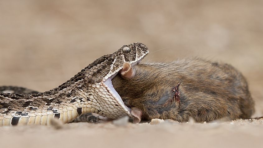 A puff adder swallowing a brown rat