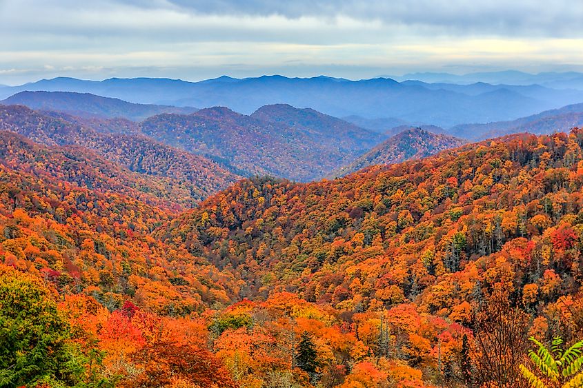 A view of the fall foliage and mountains at Great Smoky Mountains National Park, North Carolina