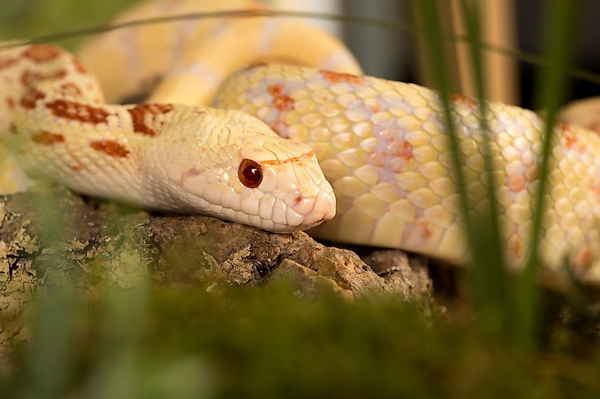 An albino bull snake