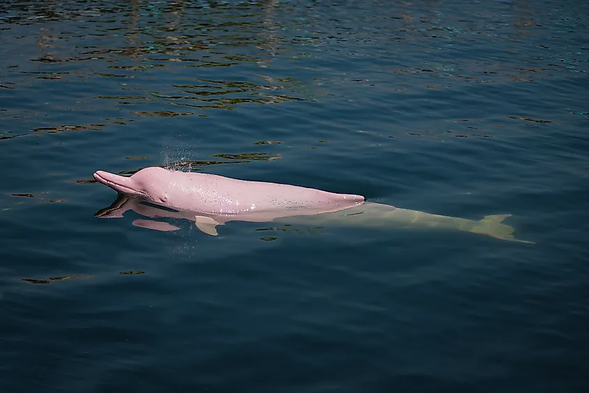 An Amazon river dolphin (Inia geoffrensis)