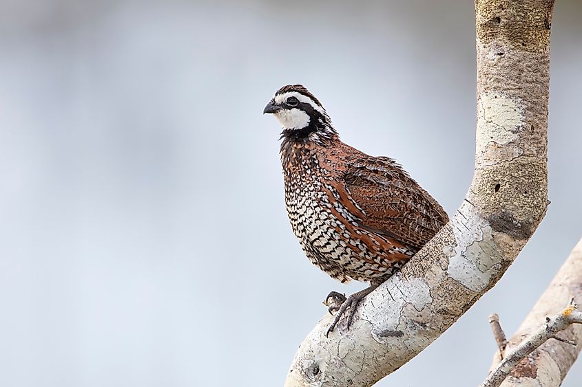 A northern bobwhite (Colinus virginianus)