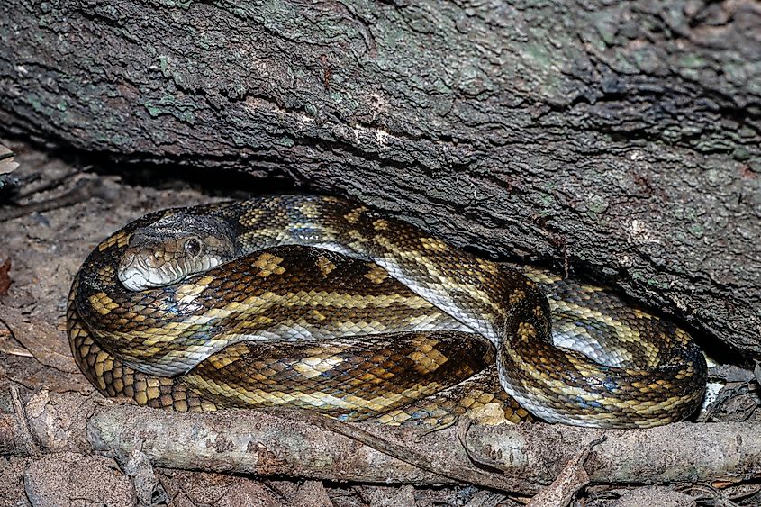 An Australian scrub python (Simalia kinghorni)