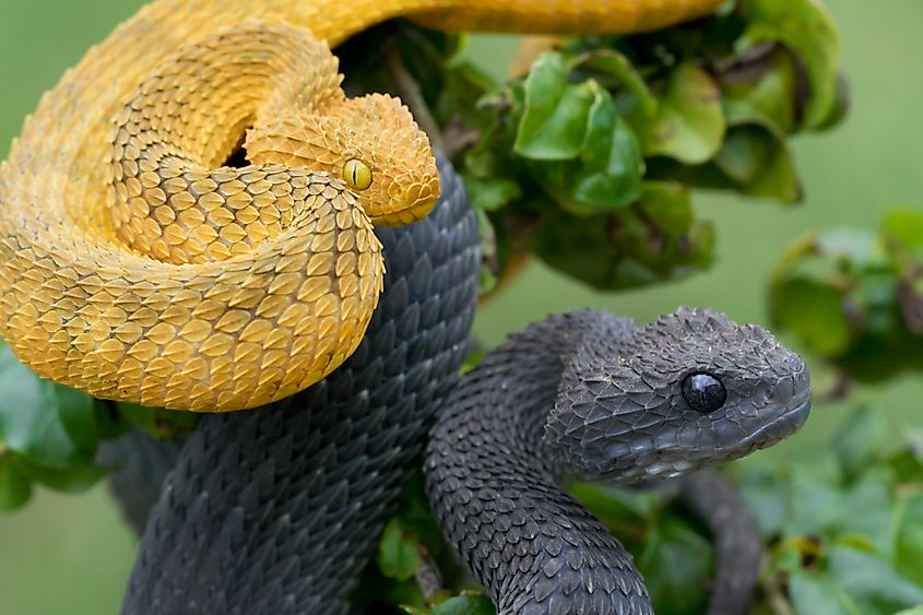 A pair of green bush vipers