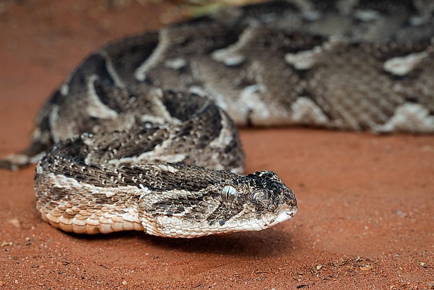 A puff adder (Bitis arietans)