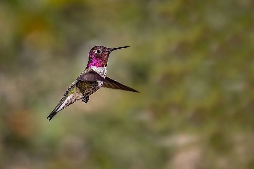 An Anna's hummingbird pausing in flight