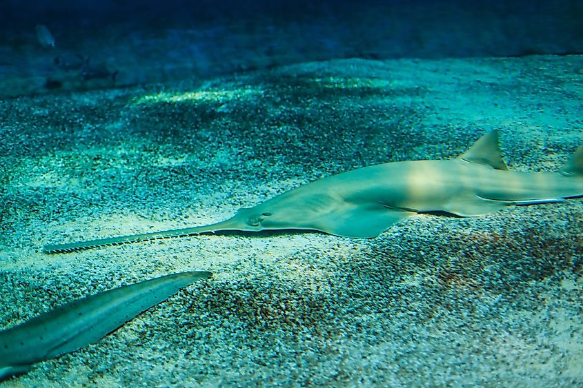 A sawfish