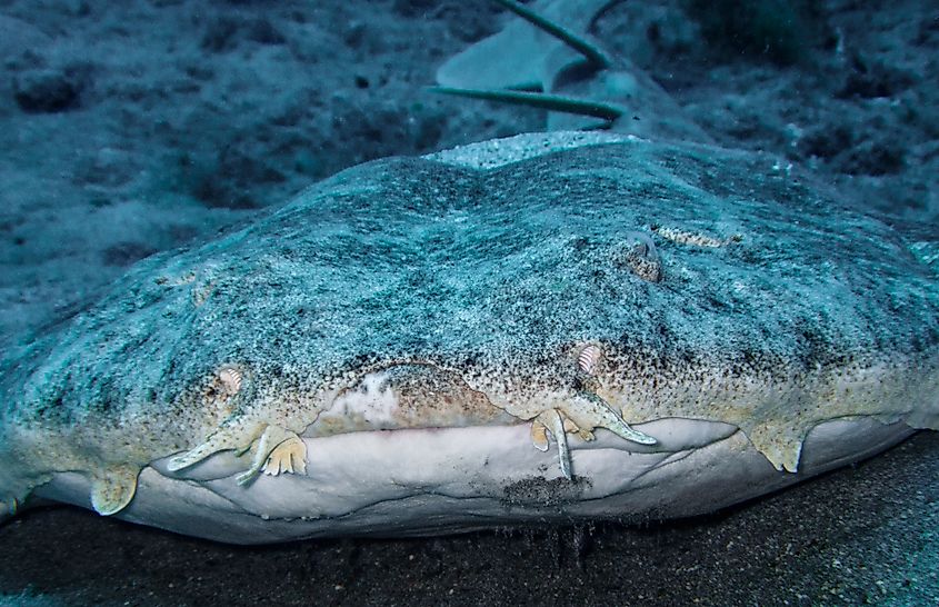 An angel shark (Squatina squatina) 