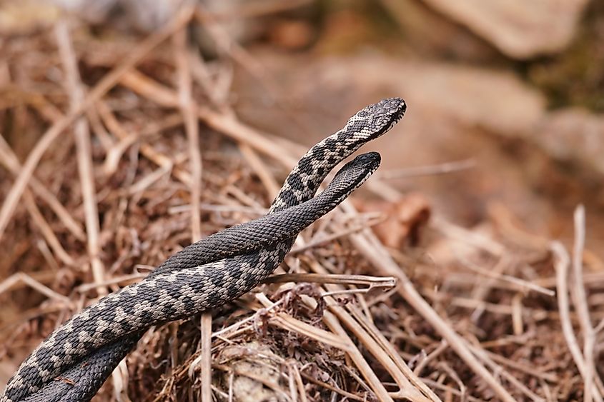 A pair of mating European adders
