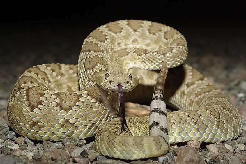 A Mojave rattlesnake in the desert.