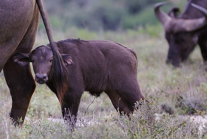 A Cape buffalo calf