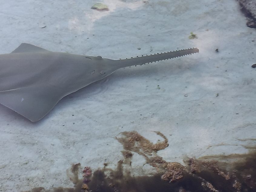 A sawfish