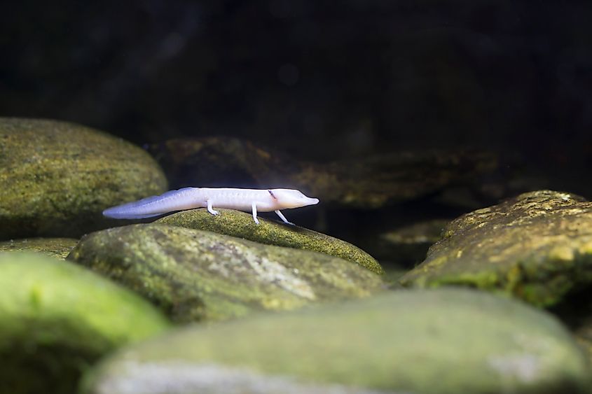 A Texas blind salamander (Eurycea rathbuni)