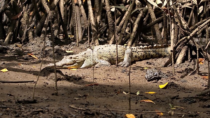 A spectacled caiman (Caiman crocodilus)