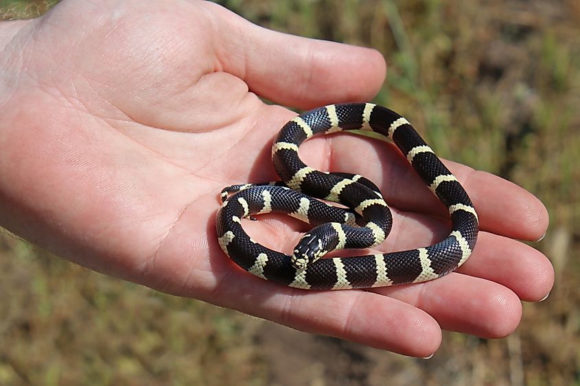 California Kingsnake (Lampropeltis californiae)