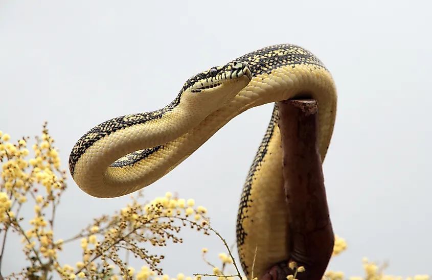 Coastal Carpet Python in Queensland, Australia