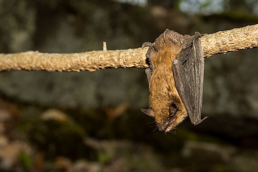 A big brown bat (Eptesicus fuscus)