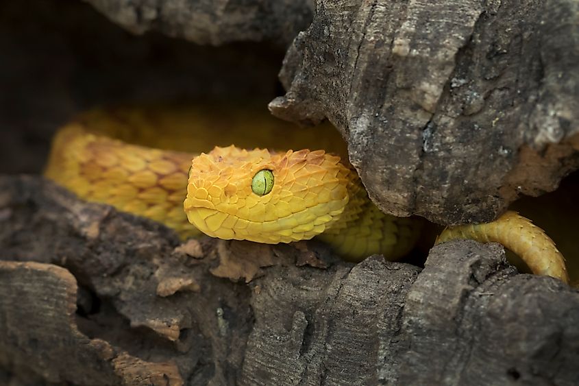 A green bush viper (Atheris squamigera)