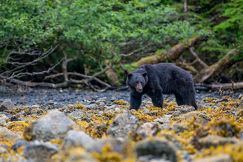 Haida Gwaii Black Bear 