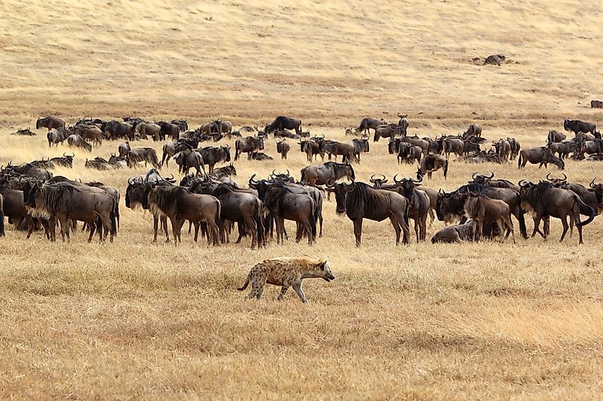 Spotted hyena (Crocuta crocuta) in the African savanna with a wildebeest herd in the background (Maurizio Bersanelli via Shutterstock)