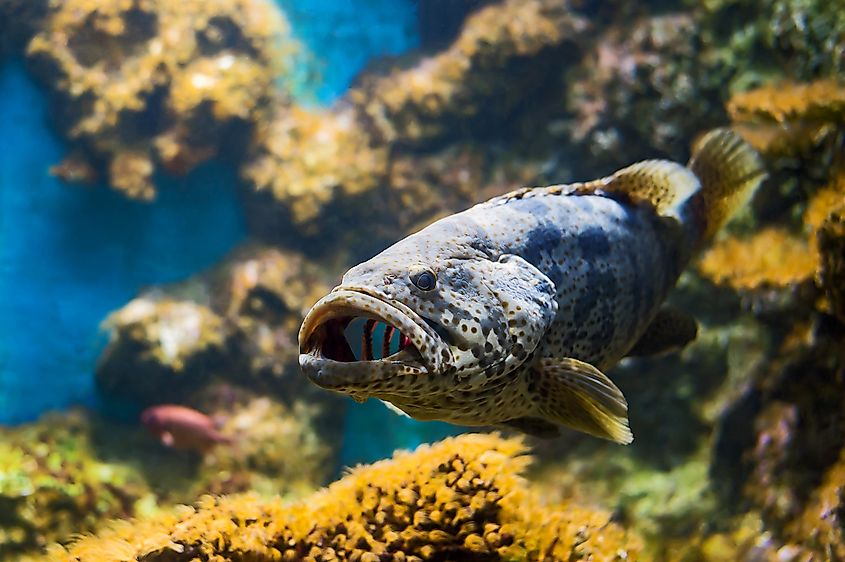 A goliath grouper (Epinephelus itajara)