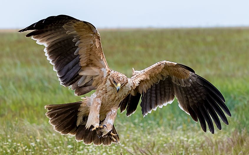 Close-up of a juvenile imperial eagle.