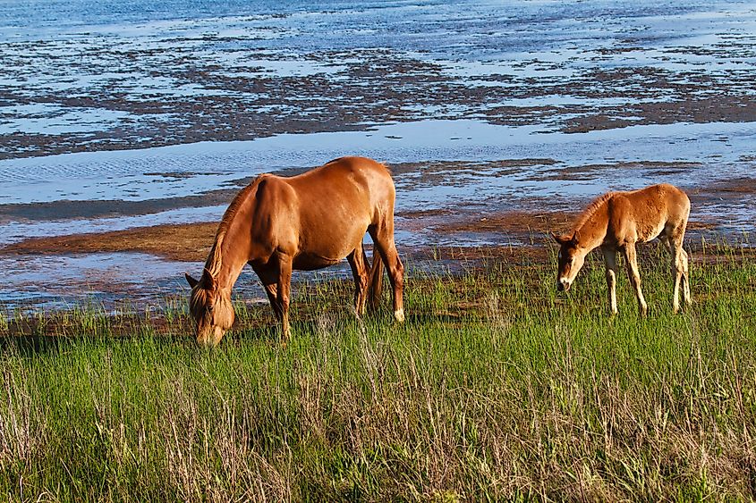 A Chincoteague pony with its foal at the Chincoteague National Wildlife Refuge in Virginia.