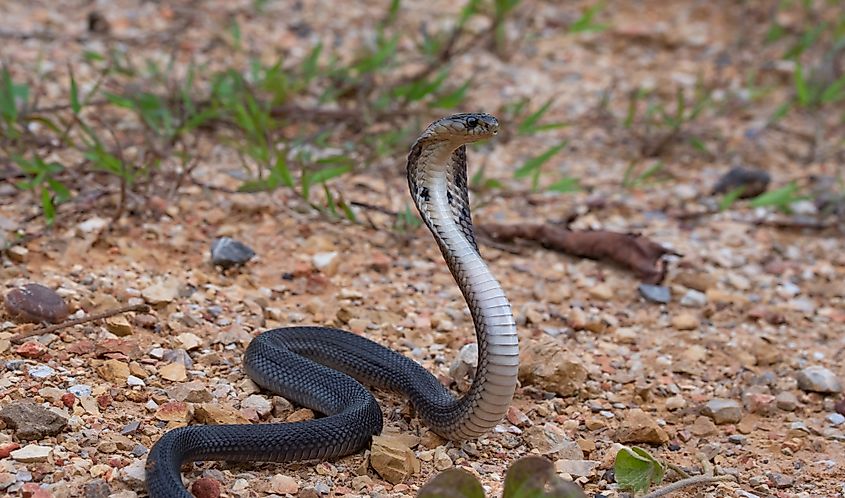 A monocled cobra (Naja kaouthia)