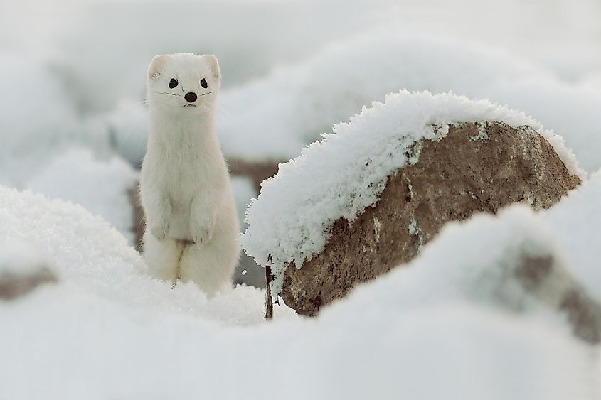 A stoat in the snow.