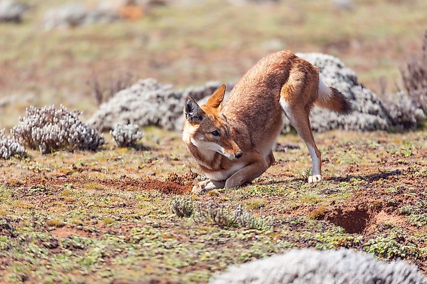 An Ethiopian wolf (Canis simensis)