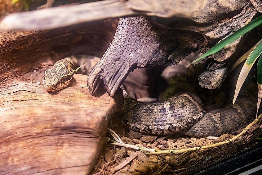 A mamushi (Gloydius blomhoffii)