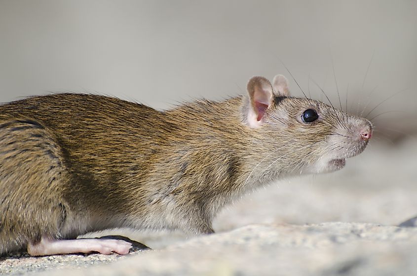 A marsh rice rat (Oryzomys palustris)