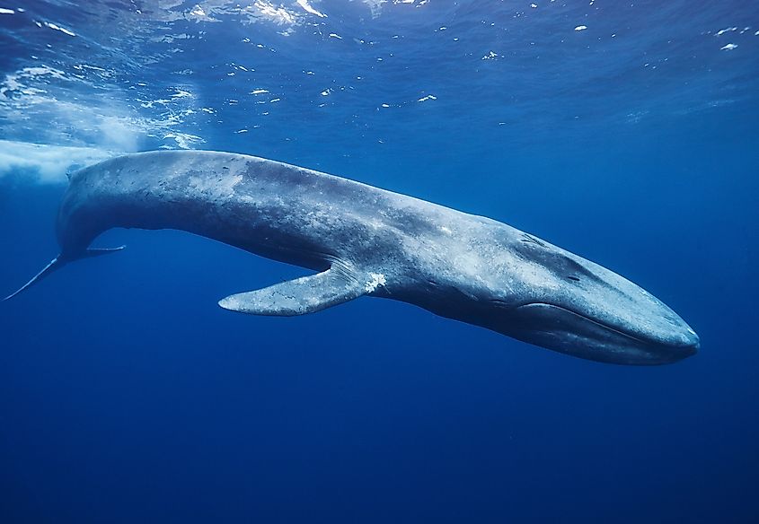 A blue whale (Balaenoptera musculus)
