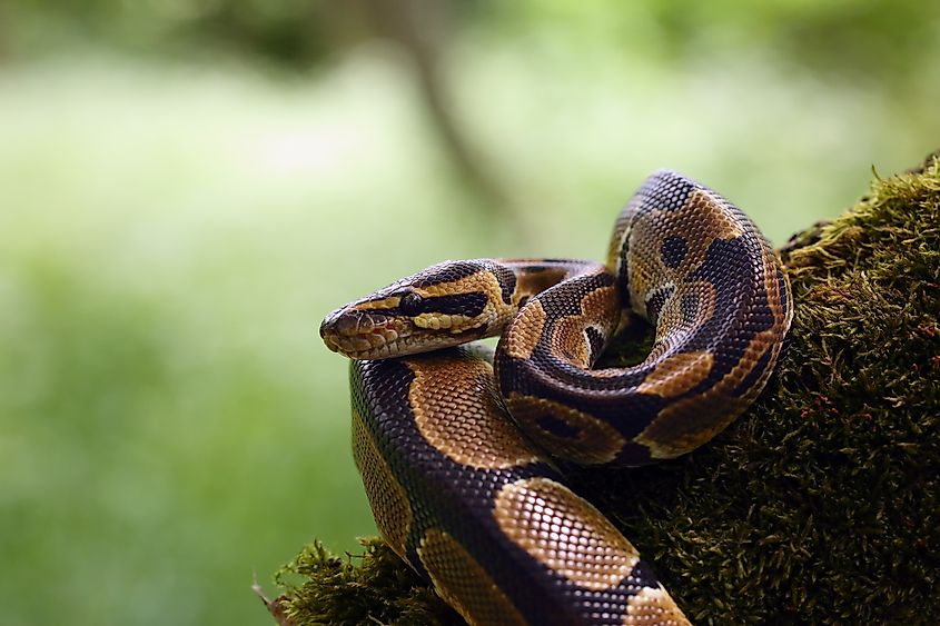 A ball python on a tree branch
