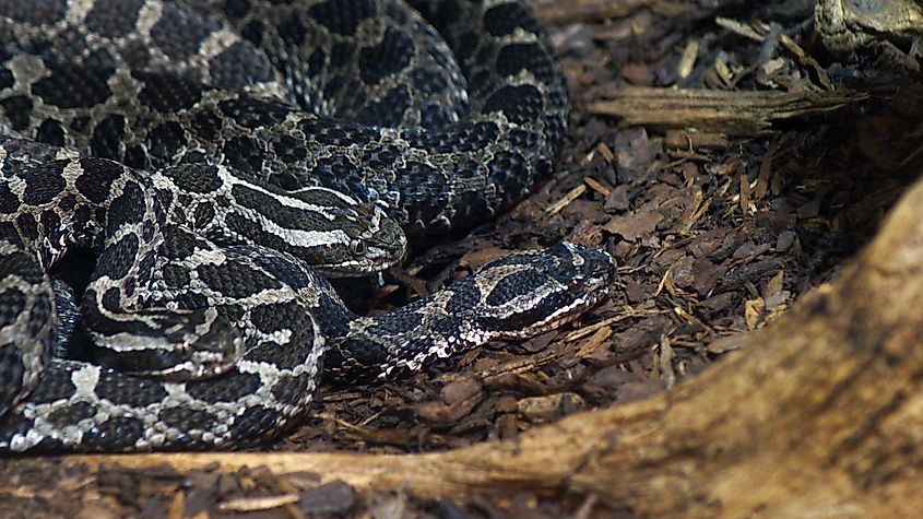 Two Massasauga rattlesnakes
