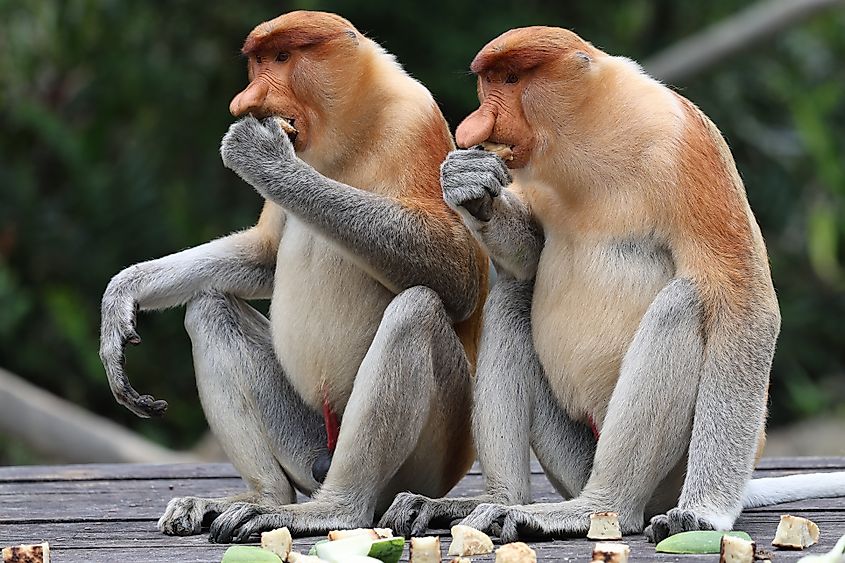 A pair of proboscis monkeys eating fruits