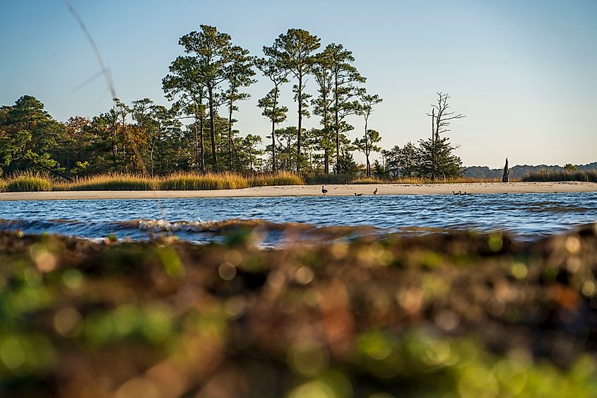 A view of a lake at First Landing State Park