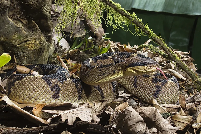 A Central American bushmaster (Lachesis stenophrys)