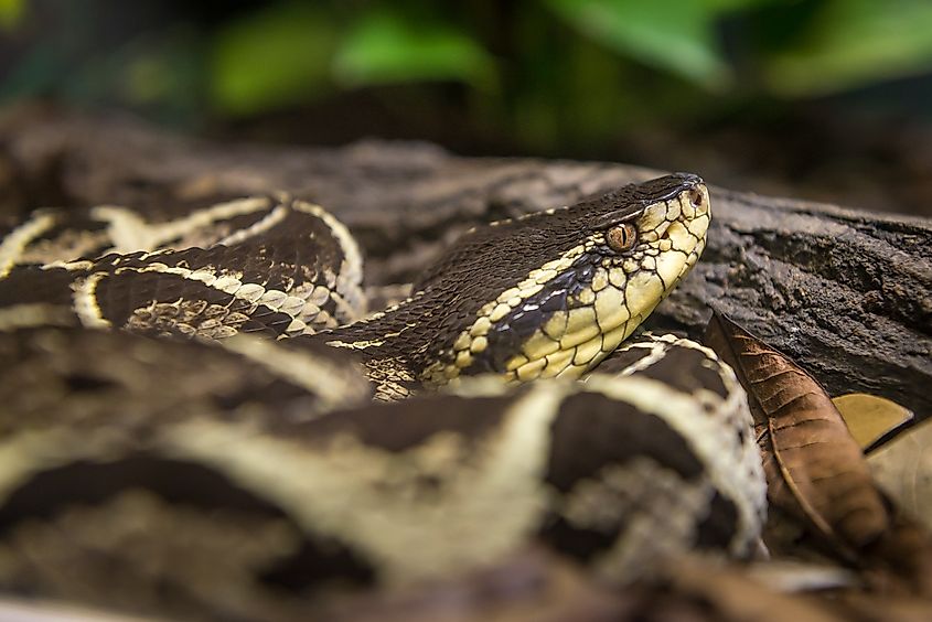 A jararacussu (Bothrops jararacussu)
