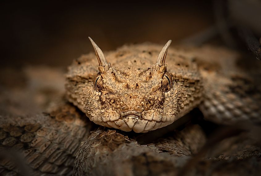 A Saharan horned viper (Cerastes cerastes)