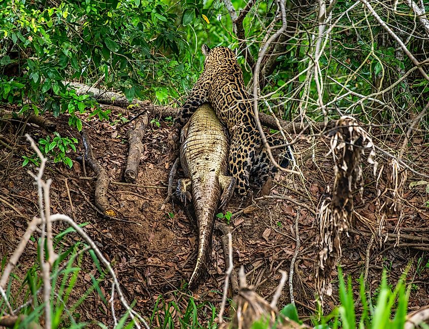 A jaguar drags a caiman into the forest. 
