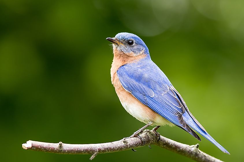 An eastern bluebird perched on a branch.