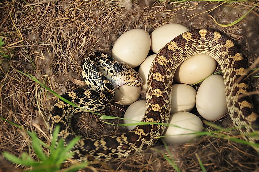 A bull snake swallowing an egg