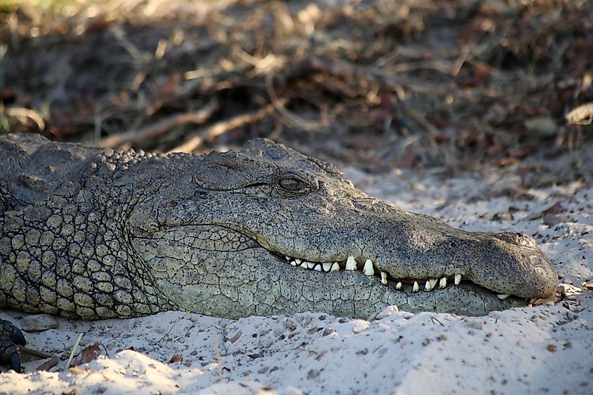 A Nile crocodile basking along the river.